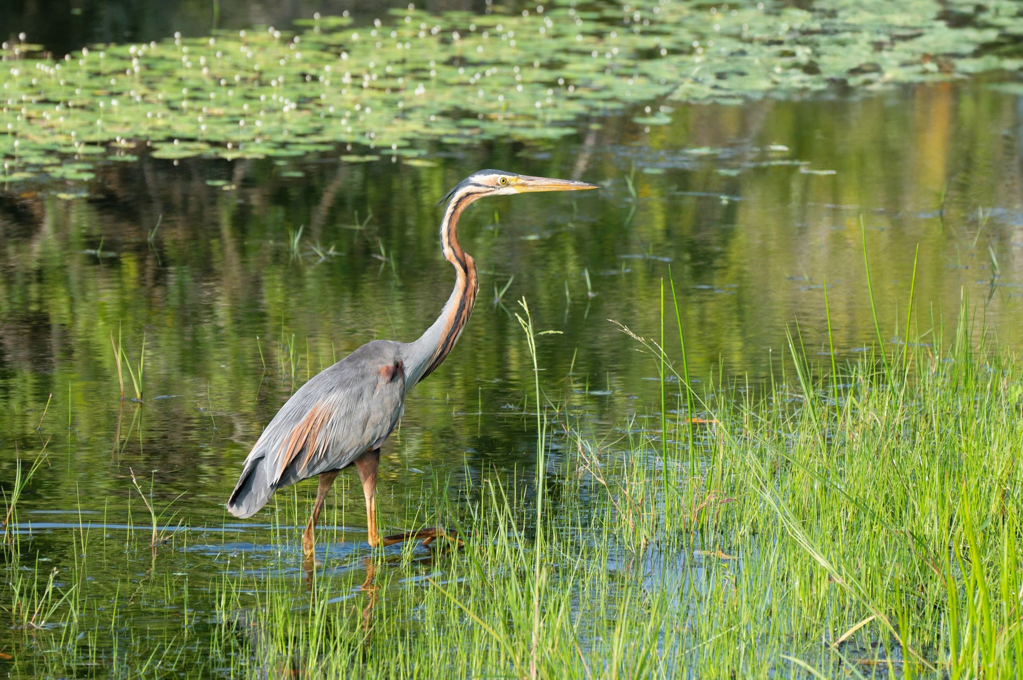 Purpurreiher Purple heron (Ardea purpurea)